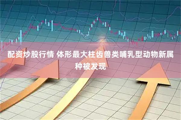 配资炒股行情 体形最大柱齿兽类哺乳型动物新属种被发现